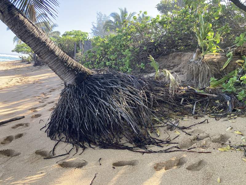 Palm tree uprooted by coastal erosion