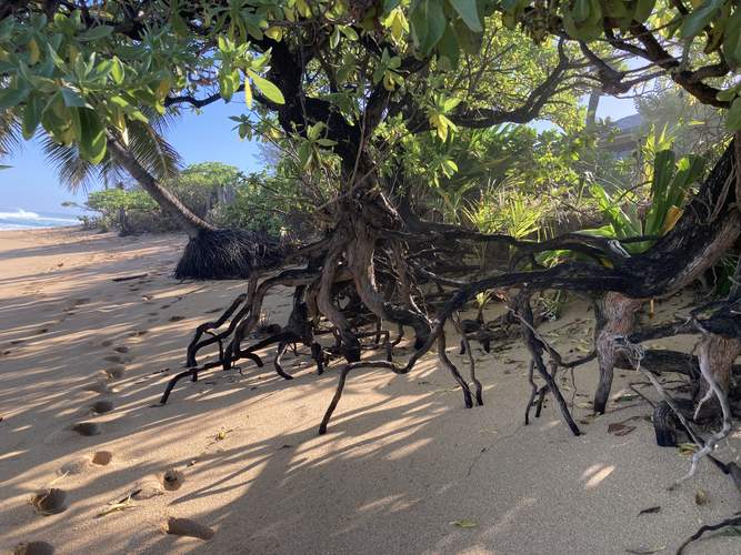 Exposed tree roots from coastal erosion showing sand loss